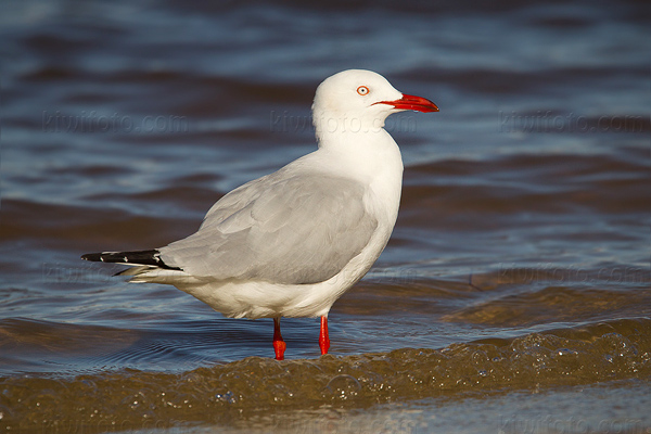 Silver Gull Image @ Kiwifoto.com