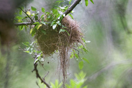 Sinaloa Wren Nest