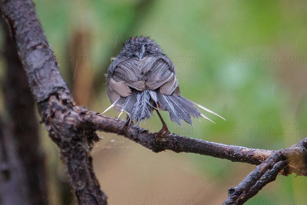 Slate-throated Redstart Photo @ Kiwifoto.com
