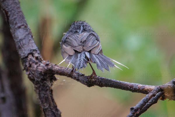 Slate-throated Redstart Picture @ Kiwifoto.com