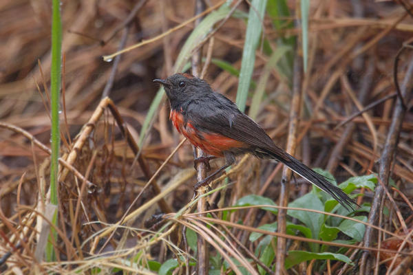 Slate-throated Redstart Picture @ Kiwifoto.com