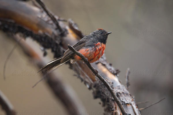 Slate-throated Redstart Photo @ Kiwifoto.com