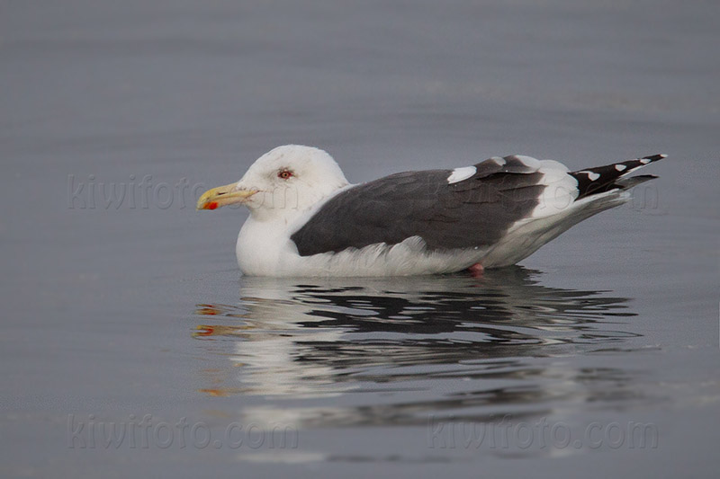 Slaty-backed Gull Image @ Kiwifoto.com