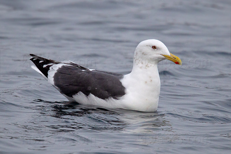 Slaty-backed Gull Image @ Kiwifoto.com