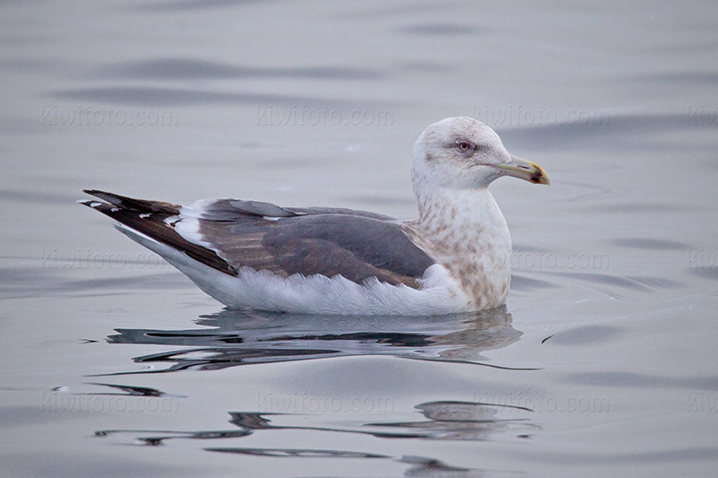 Slaty-backed Gull Image @ Kiwifoto.com