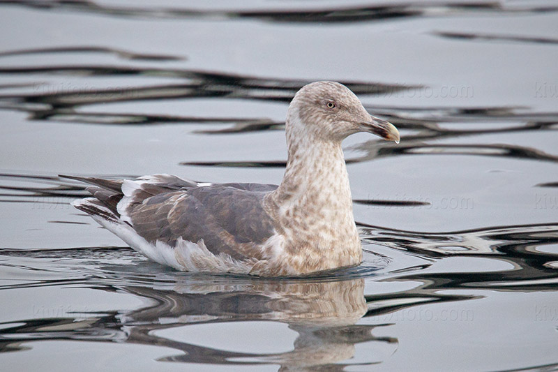Slaty-backed Gull Image @ Kiwifoto.com