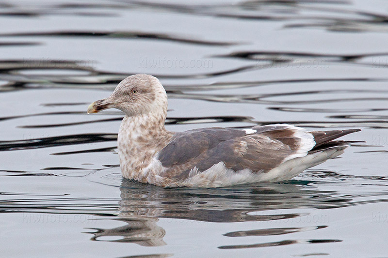 Slaty-backed Gull Image @ Kiwifoto.com