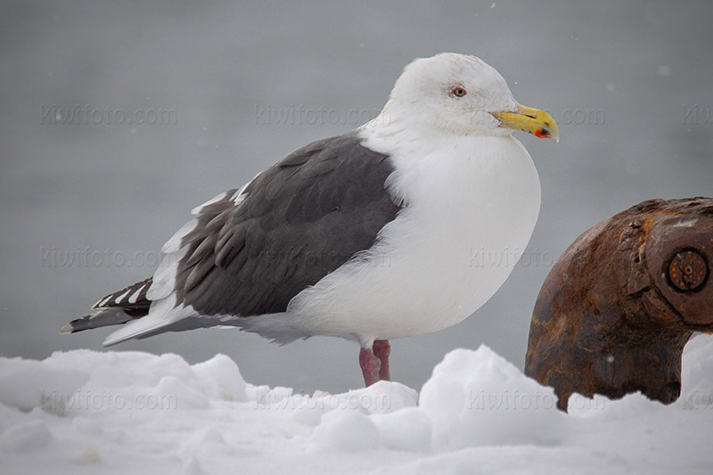 Slaty-backed Gull Photo @ Kiwifoto.com