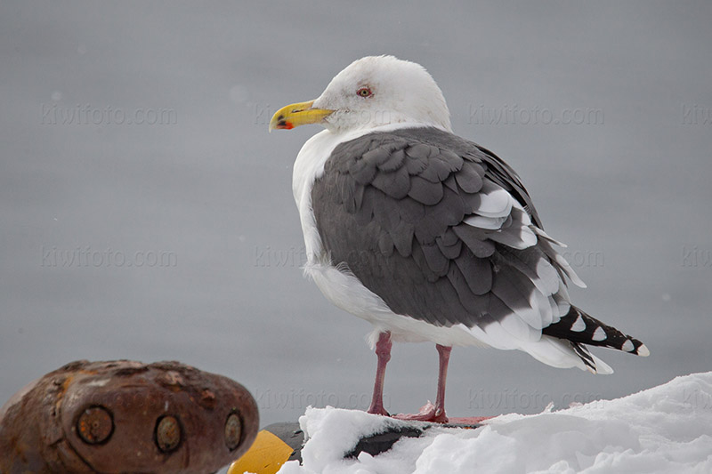 Slaty-backed Gull Image @ Kiwifoto.com
