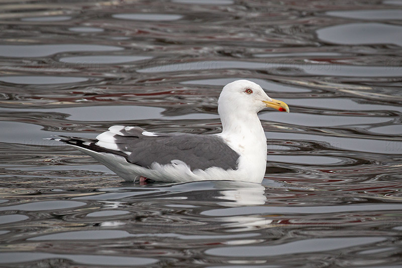 Slaty-backed Gull Picture @ Kiwifoto.com