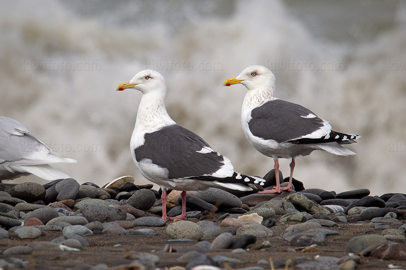 Slaty-backed Gull Photo @ Kiwifoto.com