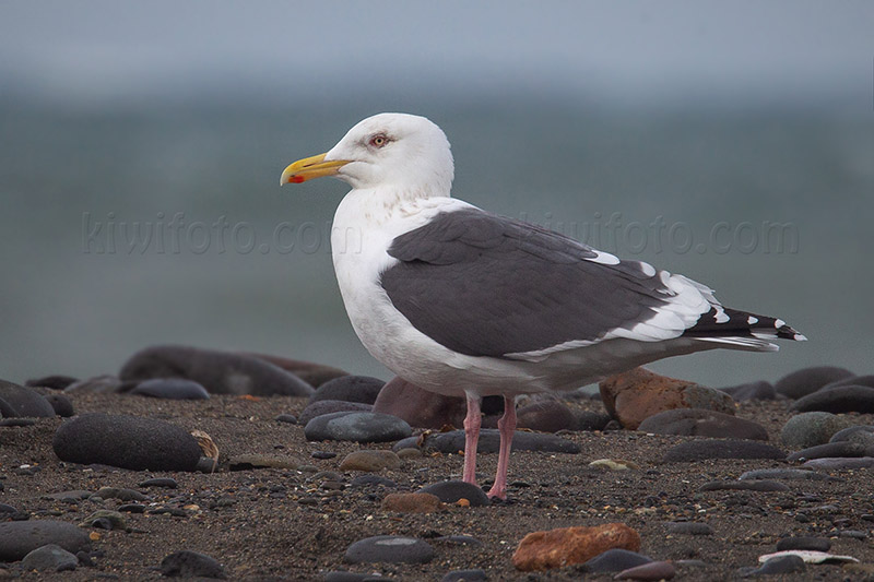 Slaty-backed Gull Photo @ Kiwifoto.com