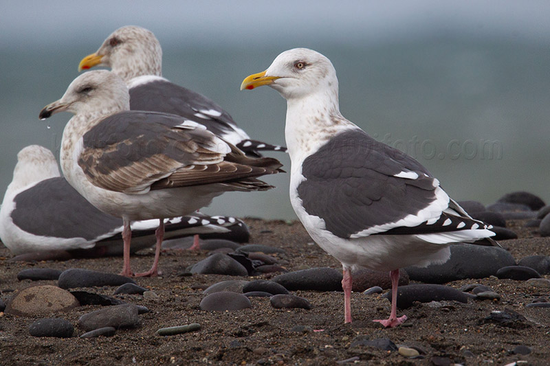 Slaty-backed Gull Image @ Kiwifoto.com