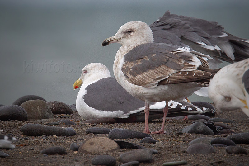 Slaty-backed Gull Image @ Kiwifoto.com