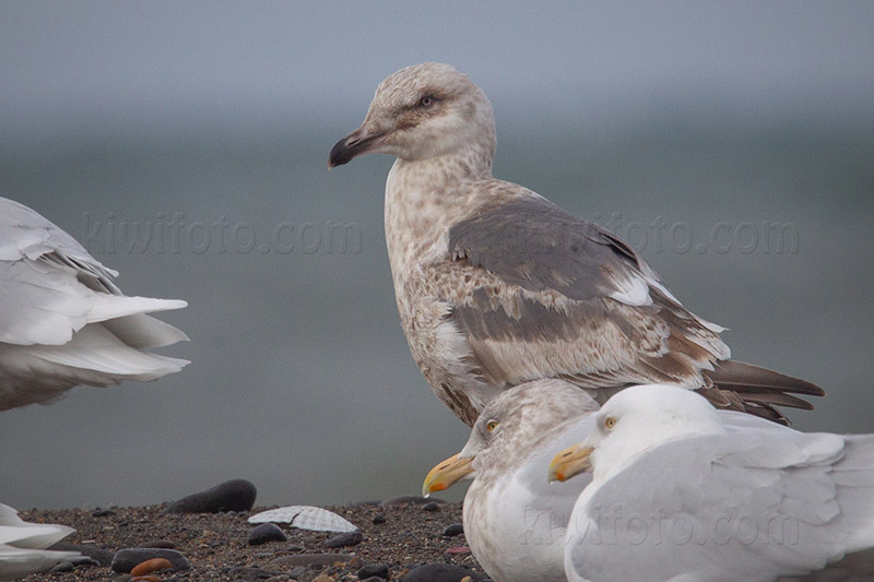 Slaty-backed Gull Photo @ Kiwifoto.com