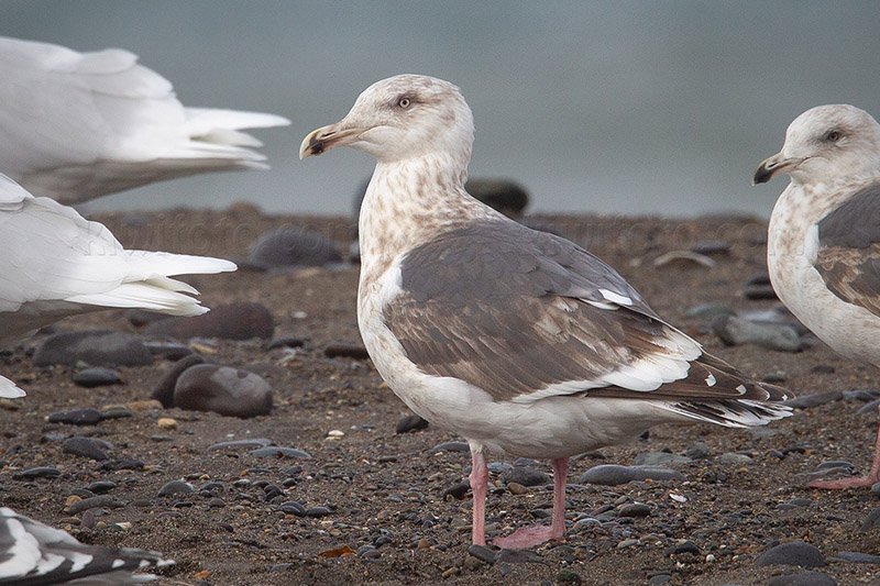 Slaty-backed Gull Picture @ Kiwifoto.com