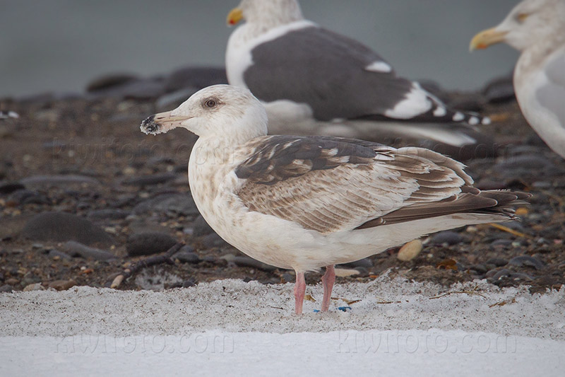 Slaty-backed Gull Picture @ Kiwifoto.com