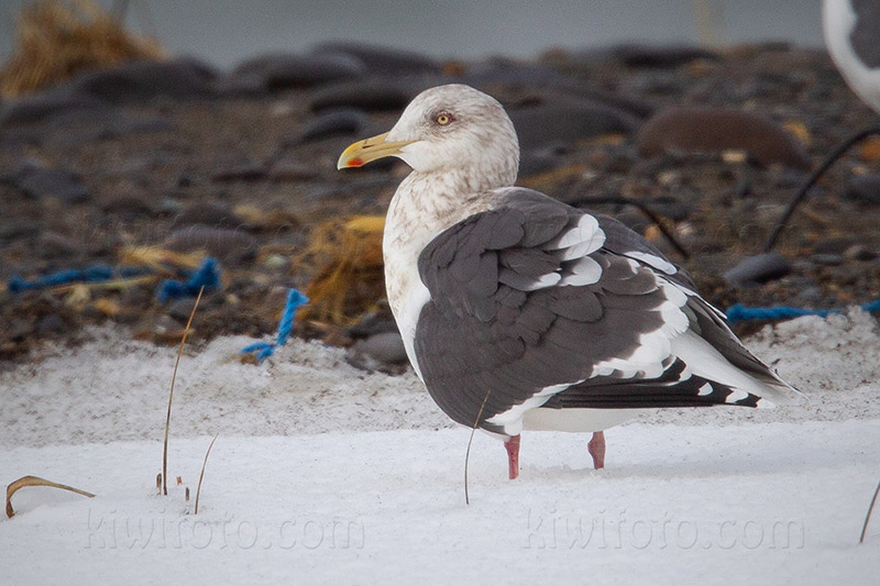 Slaty-backed Gull Image @ Kiwifoto.com