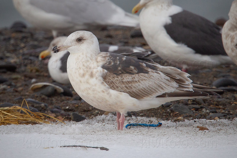 Slaty-backed Gull Image @ Kiwifoto.com
