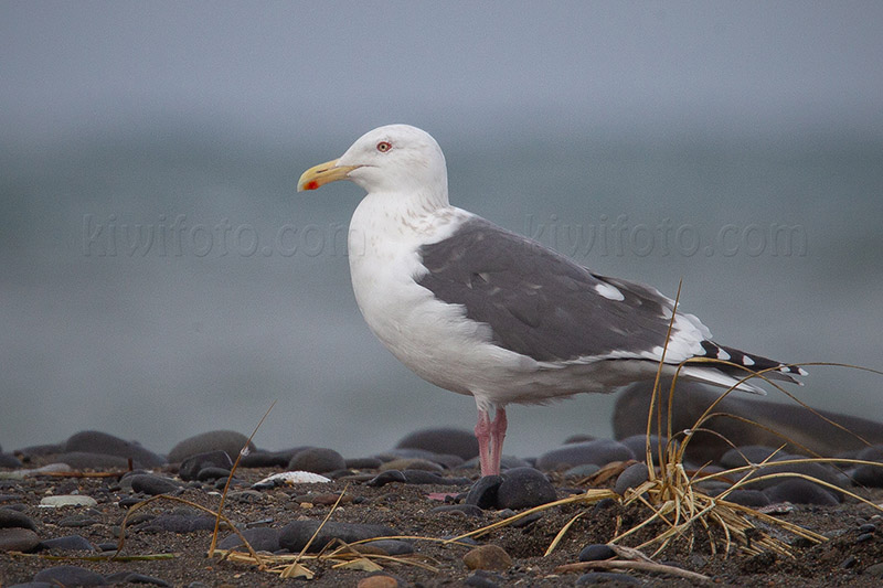 Slaty-backed Gull Picture @ Kiwifoto.com