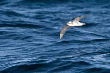 Slender-billed Prion Photo @ Kiwifoto.com