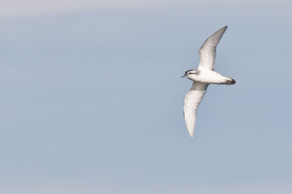 Slender-billed Prion Picture @ Kiwifoto.com