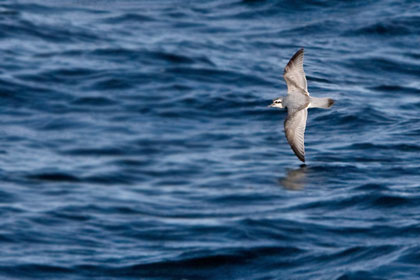 Slender-billed Prion Picture @ Kiwifoto.com