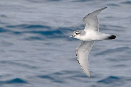 Slender-billed Prion Image @ Kiwifoto.com