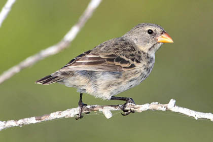 Small Ground-finch Image @ Kiwifoto.com