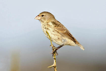 Small Ground-finch Photo @ Kiwifoto.com