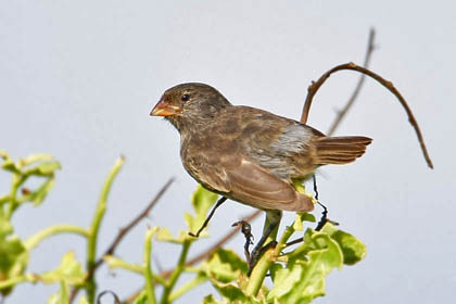 Small Ground-finch Photo @ Kiwifoto.com