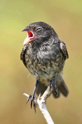 Small Ground-finch Photo @ Kiwifoto.com