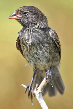 Small Ground-finch Photo @ Kiwifoto.com