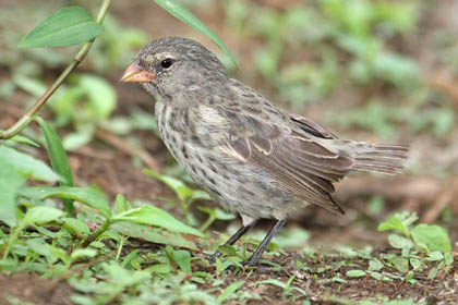 Small Ground-finch Picture @ Kiwifoto.com