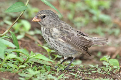 Small Ground-finch Photo @ Kiwifoto.com