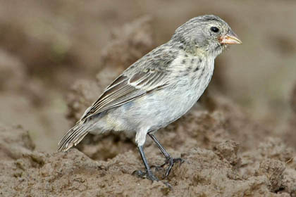 Small Ground-finch Image @ Kiwifoto.com