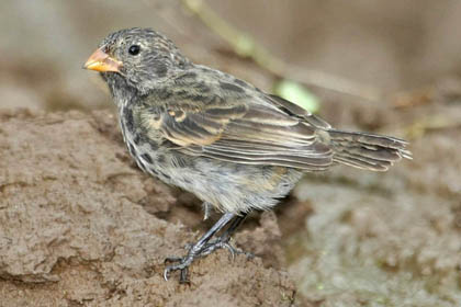 Small Ground-finch Image @ Kiwifoto.com