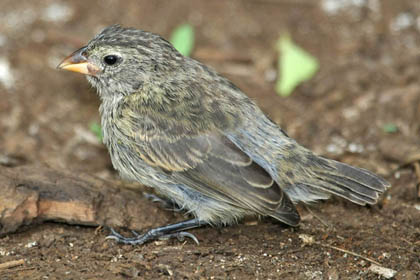 Small Ground-finch Photo @ Kiwifoto.com