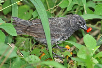 Small Ground-finch Picture @ Kiwifoto.com