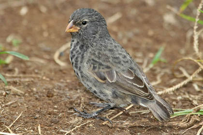 Small Ground-finch Photo @ Kiwifoto.com