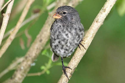 Small Ground-finch Picture @ Kiwifoto.com