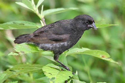 Small Ground-finch Photo @ Kiwifoto.com