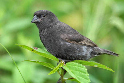 Small Ground-finch Photo @ Kiwifoto.com