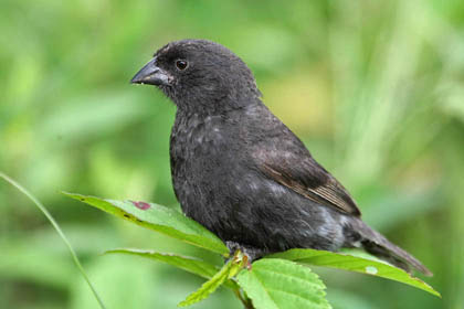 Small Ground-finch Photo @ Kiwifoto.com