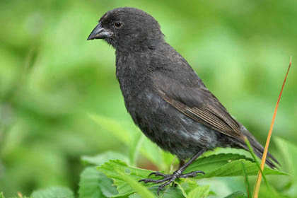 Small Ground-finch Image @ Kiwifoto.com