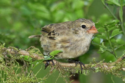 Small Ground-finch Image @ Kiwifoto.com