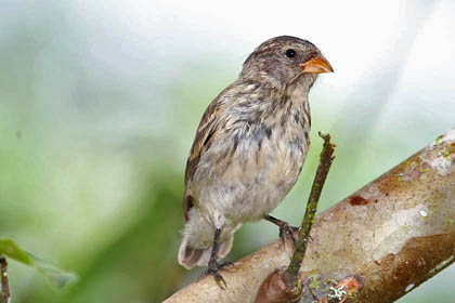 Small Ground-finch Photo @ Kiwifoto.com