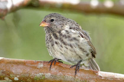 Small Ground-finch Image @ Kiwifoto.com