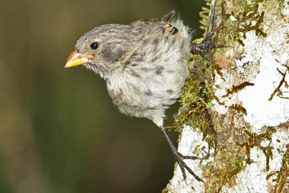 Small Ground-finch Photo @ Kiwifoto.com