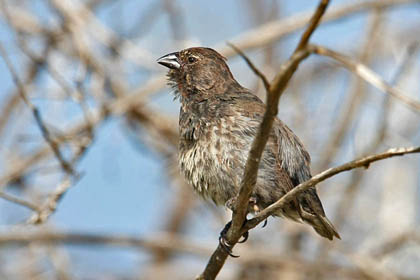 Small Ground-finch Image @ Kiwifoto.com